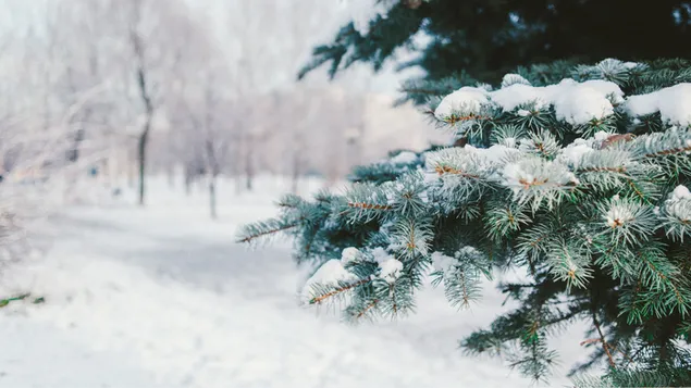 Spar op sneeuterrein in winterpark 2K muurpapier