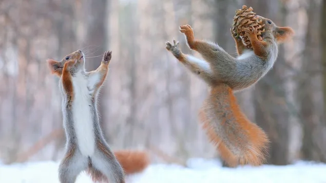 Eekhoorns die plezier hebben in de sneeuw download