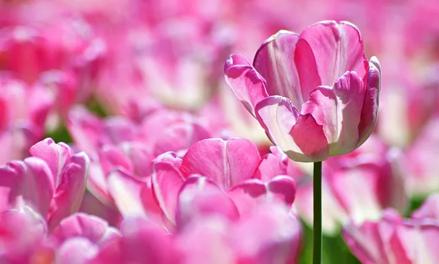 Sring y tulipán HD fondo de pantalla