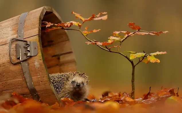 Staar van schattige egel voor onscherpe achtergrond in houten emmer in herfstbladeren