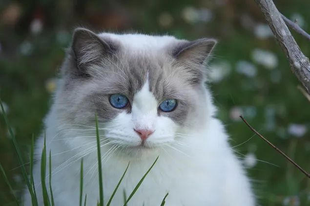 青い目をしたかわいい猫の凝視