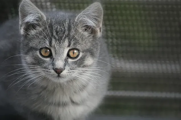 Stare van schattige kat met bruine ogen met grijze vacht