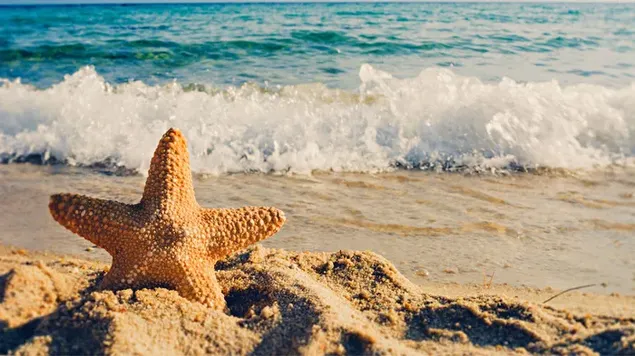 Estrella de mar en la orilla del mar con olas de fondo