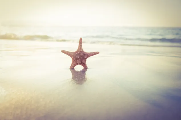 Estrella de mar de peu a la platja del mar baixada