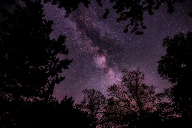 Sternenhimmel in einer dunklen Baumlandschaft herunterladen