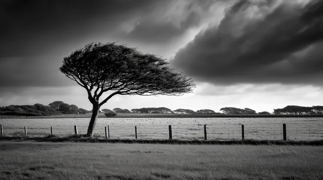 sturmeschen himmel iwwer windgewuhlten bam an enger landlecher landschaftsszene eroflueden