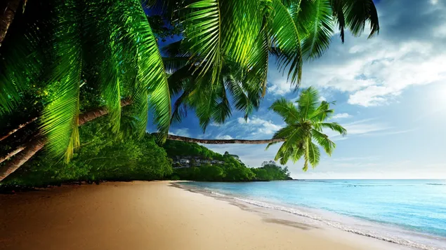 Strandlandschaft mit Palmen