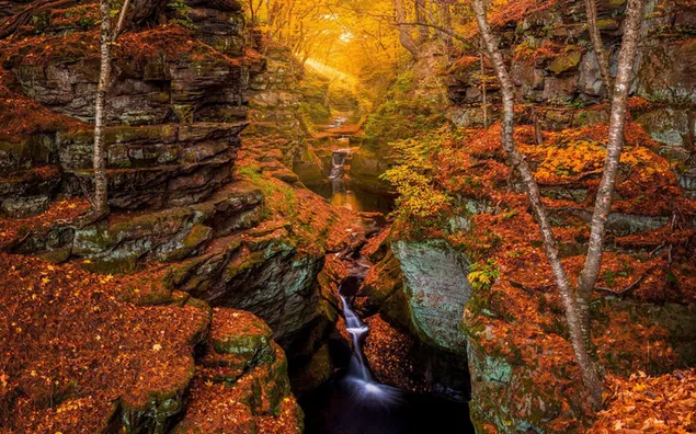 Arroyo y cascada en el bosque rocoso de otoño