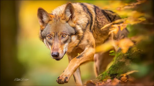 หมาป่าที่โดดเด่นในป่าฤดูใบไม้ร่วง 2K วอลเปเปอร์