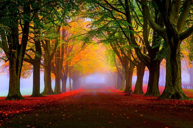 Прекрасна есенска шума 4K тапет