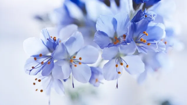 素晴らしい青い花