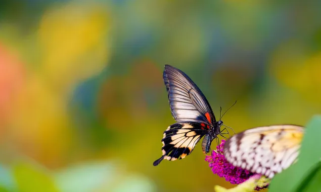 Sommerlandschaft mit purpurroter Blume und Schmetterling herunterladen