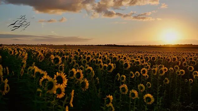 Download Aesthetic iPhone X Sunflower Sunset Wallpaper  Wallpaperscom