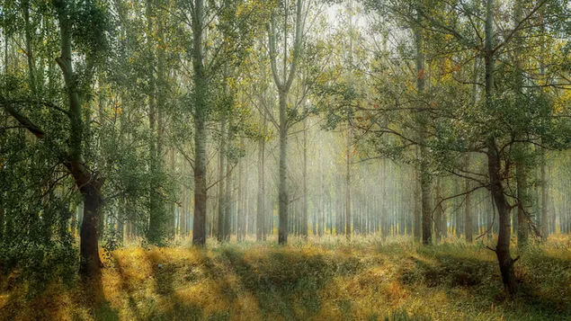 sonnenstrahlen, die in den wald fallen
