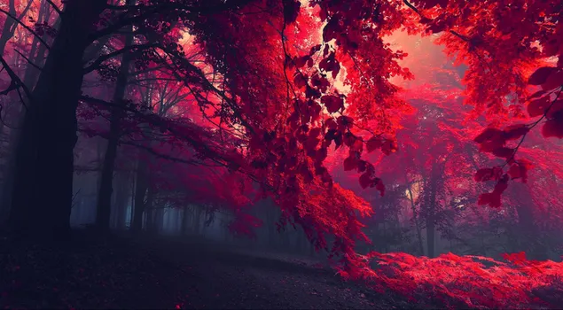 rayos de sol a través de árboles rojos