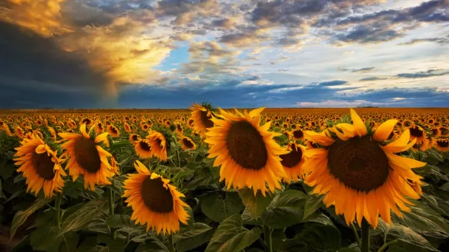 Sonnenblumenfeldlandschaft bei bewölktem Wetter herunterladen
