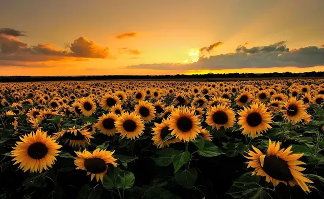 Ladang bunga matahari dengan pemandangan matahari menyinari langit kuning di antara awan