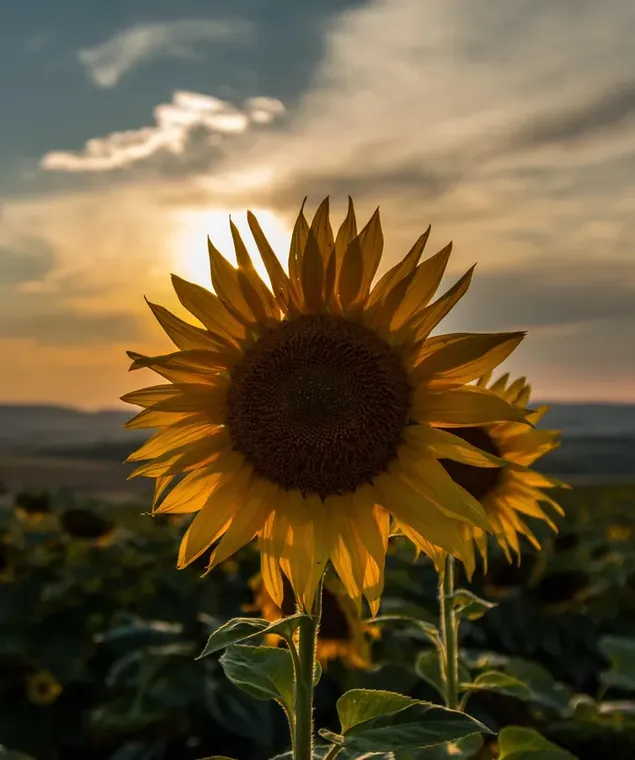 Sunflower in a field of sunflowers in cloudy and sunny weather