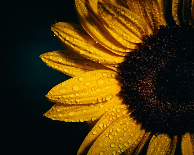 Macro de girasol con gotas de lluvia descargar