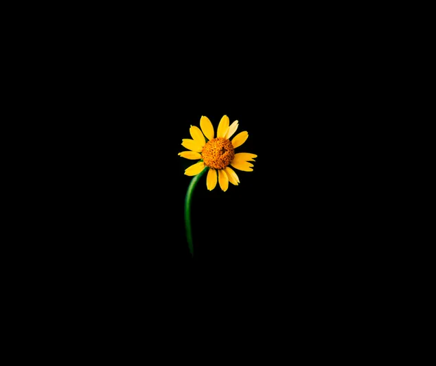 Bunga matahari dengan latar belakang hitam unduhan