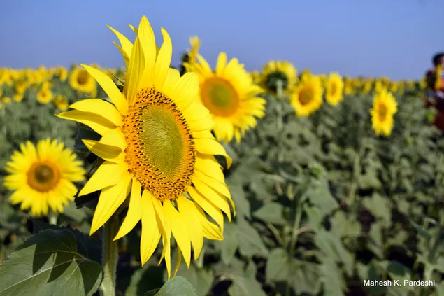 Luledielli- lindja me diellin 4K sfond