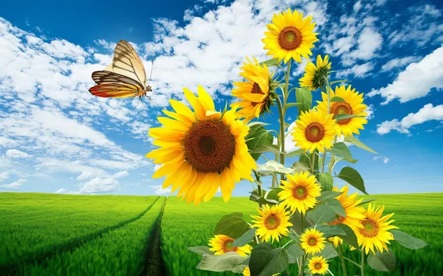 Sonnenblumen und Schmetterling HD Hintergrundbild