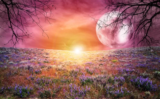 Hình nền Ánh sáng mặt trời và trăng tròn chiếu vào cánh đồng hoa oải hương HD