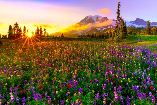 Сончева светлина зад поле полно со шарени цвеќиња и снежни планини 2K тапет