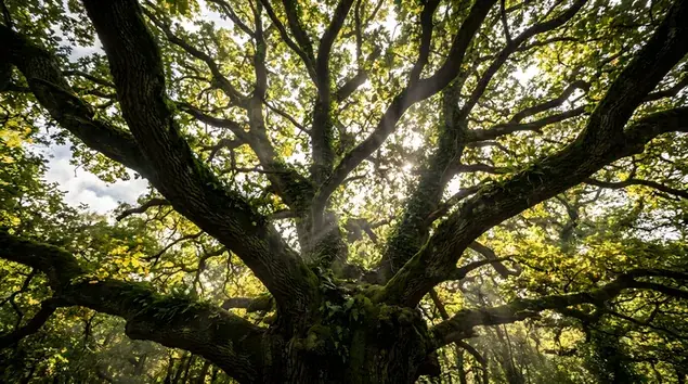 sunlight filtering through green tree leaves download