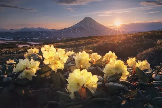 La luce del sole che filtra attraverso le nuvole dietro le montagne innevate e la nebbia illumina fiori e piante gialli. HD sfondo