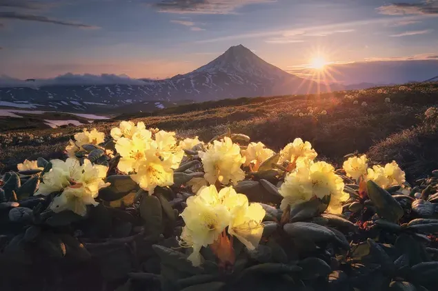 Sunlight filtering through the clouds behind snowy mountains and mist illuminates yellow flowers and plants.