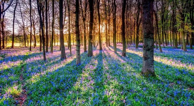 La luz del sol se filtra a través de las flores del bosque descargar