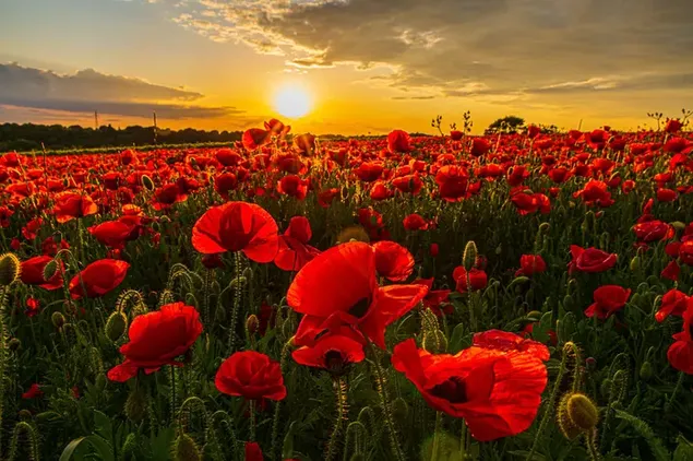 Sunlight rising from clouds to red flowers in a yellow-toned sky download