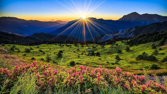Zonlicht stijgt van de bergen naar het bloemenveld HD achtergrond