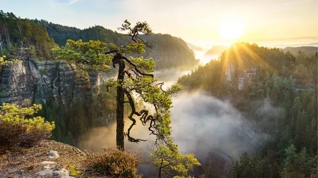 La luz del sol se eleva sobre los árboles entre las colinas del bosque y la niebla