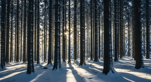 sunceva svjetlost struji kroz gustu borovu sumu prekrivenu snijegom, bacajuci duge sjene na tlo zimskog drveca preuzmi