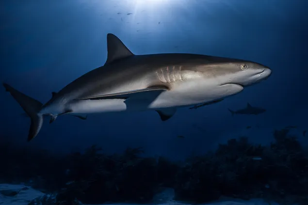 透き通った青い海に見える太陽の光と雄大に泳ぐサメ 2K 壁紙