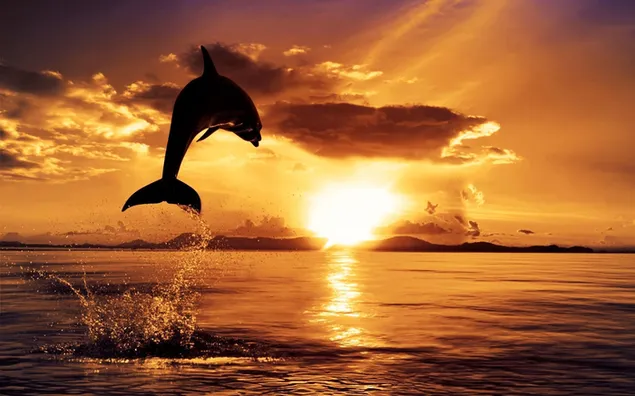 La luz del sol se filtra en el mar a través de nubes de tonos amarillos y la silueta de un delfín