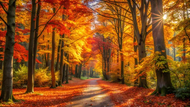 suncem obasjana jesenja sumska staza sa zivopisnom mesavinom narandzastog, crvenog i zutog lisca preuzmi