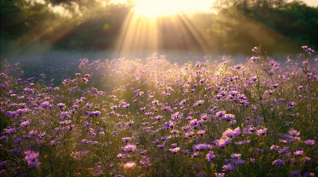 ทุ่งดอกไม้ป่าที่สว่างไสวด้วยแสงแดด 2K วอลเปเปอร์