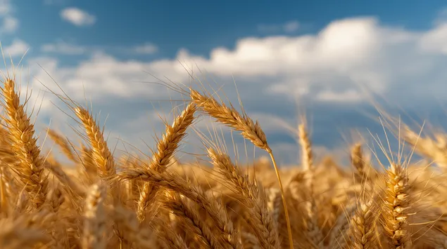 Fushë gruri e artë e ndriçuar nga dielli nën një qiell të kaltër të kthjellët 2K sfond