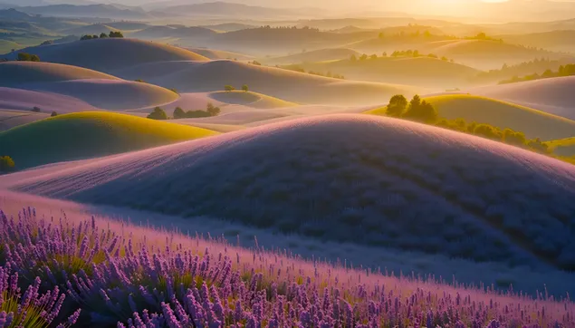 阳光照耀的薰衣草田：连绵起伏的丘陵和金色的天空 4K 壁纸