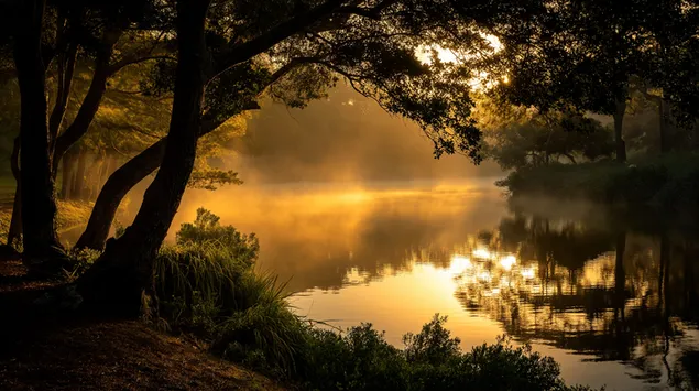 solbeskinnet morgentage pa en flod med overhaengende traeer download