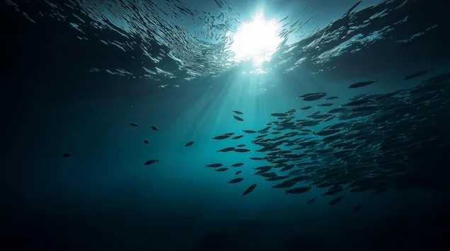 Yang Guang Zhao She De Shen Hai ,Hai Yang Sheng Wu Cheng Qun Xia Zai