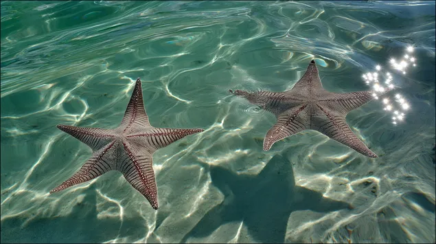 sonyachna pidvodna stsena z detalyami mushel' ta mors'kikh zirok zavantazhiti