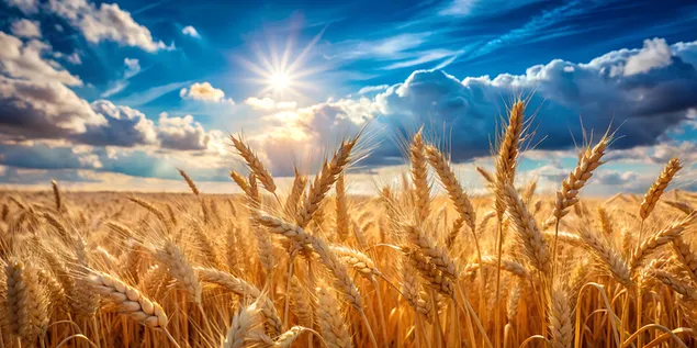 Taustakuva Auringonpaistettu vehnäpelto, kultainen tuulahdus kirkkaalta taivaalta 4K