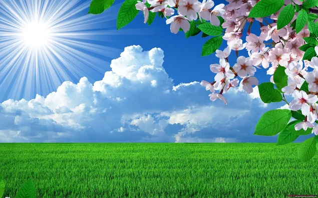 Soleado prado nublado y paisaje de flores 2K fondo de pantalla