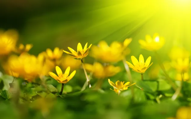 Flores amarillas soleadas