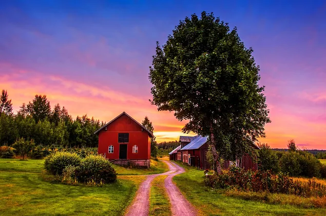 Vista del amanecer de pequeñas casas de madera rojas en medio de árboles y camino de tierra cubierto de hierba 4K fondo de pantalla