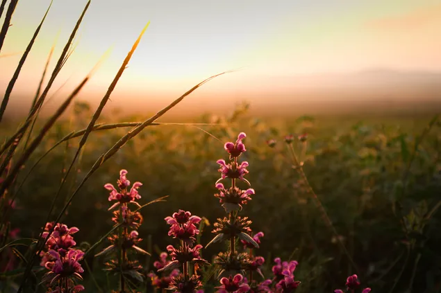 Sonnenuntergang in Anatolien und lila Blumen am Feld herunterladen